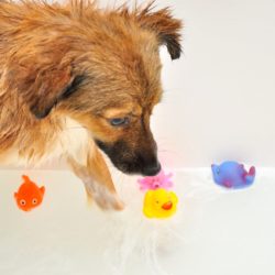 Почему собаки валяются в… тухлятине и экскрементах
