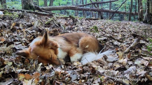 Собака в гнёздышке из листьев