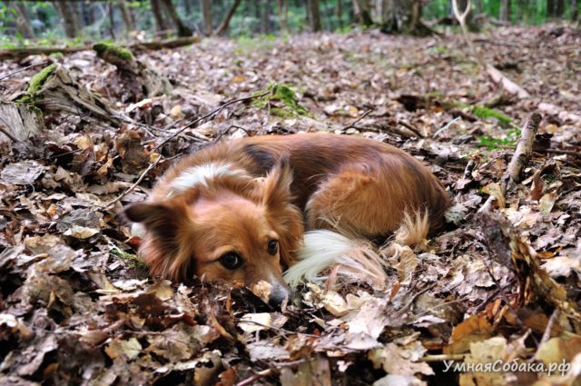 Собака в гнёздышке из листьев